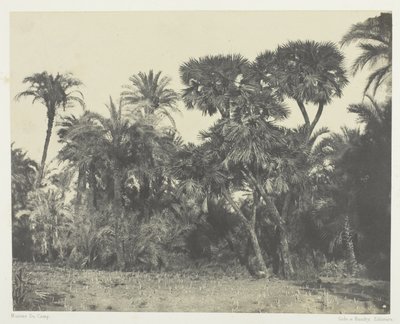 Dřevo datlových palem a palem Doums, Horní Egypt od Maxime Du Camp