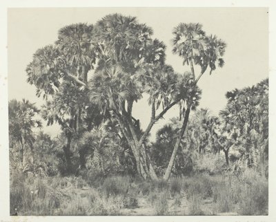 Palmy Doums, Horní Egypt, 184951, tištěno 1852. od Maxime Du Camp