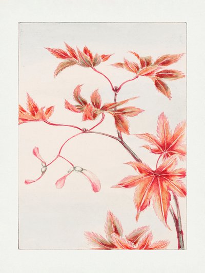 Větev javoru Momiji s listy a semeny, 1870–1880 od Megata Morikaga