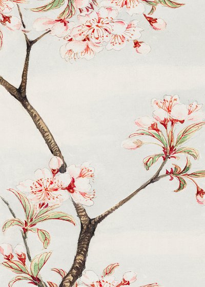 Třešeň sakura v letech 1870–1880 od Megata Morikaga
