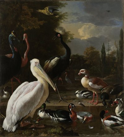 Pelikán a další ptáci u bazénu, známý jako „Plovoucí pírko“, kolem roku 1680 od Melchior de Hondecoeter