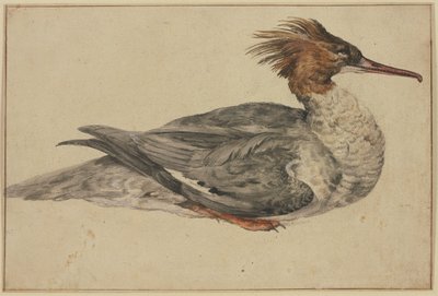  od Melchior de Hondecoeter