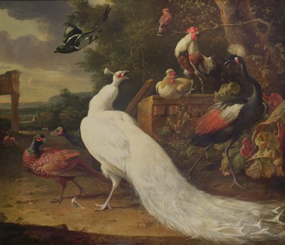 Bílý páv od Melchior de Hondecoeter
