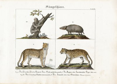 Exotičtí savci: Velké kočky, lenochodi a pásovci od Meno Haas