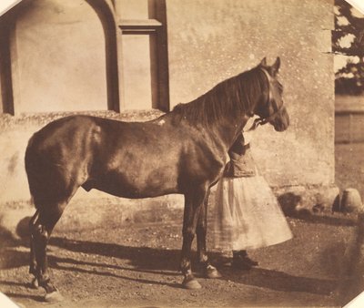 Sultán, polovina 50. let 19. století. od Mervyn Herbert Nevil Story Maskelyne