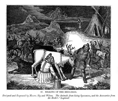Dojení sobů, 1843 od Messrs Sly and Wilson