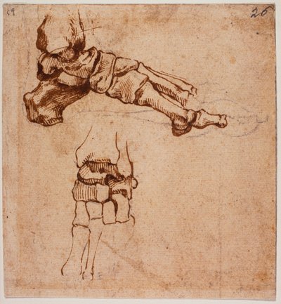 Anatomická studie chodidla od Michelangelo (after) Buonarroti