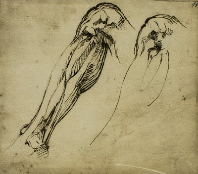Anatomické studie nohy, kresba Michelangelo. Casa Buonarroti, Florencie od Michelangelo Buonarroti
