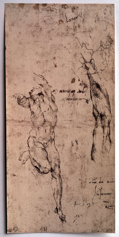 Nahý muž, studie paže Kresba Michelangela Buonarroti dit Michelangelo (Michelangelo nebo Michel Ange od Michelangelo Buonarroti