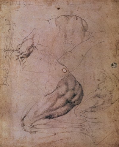 Strop Sixtinské kaple (1508-12): skici postavy Evy ze scény Dědičného hříchu (uhl na papíře) od Michelangelo Buonarroti