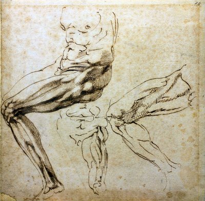 Studie nohou, 1524-1525 od Michelangelo Buonarroti