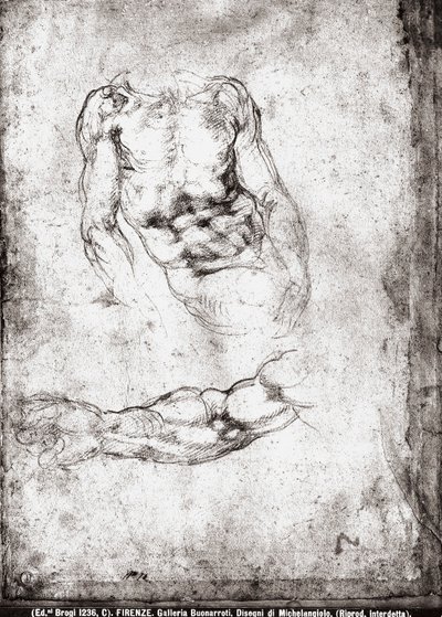 Studie mužského trupu a paže od Michelangelo Buonarroti