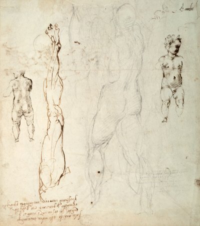 Studie Ježíška a anatomická kresba s poznámkami (černá křída a hnědý inkoust na papíře) (verze) od Michelangelo Buonarroti
