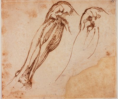 Dvě studie nohou od Michelangelo Buonarroti