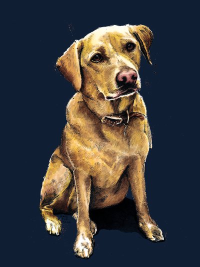 Daisy The Labrador v Midnight Blue, 2020 od Mike Davis