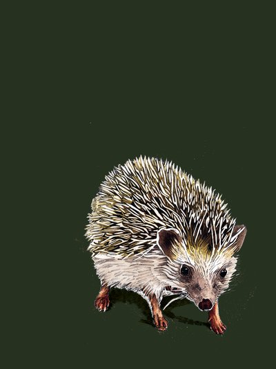 Kimchi The Hedgehog on Forest Green, 2020 od Mike Davis