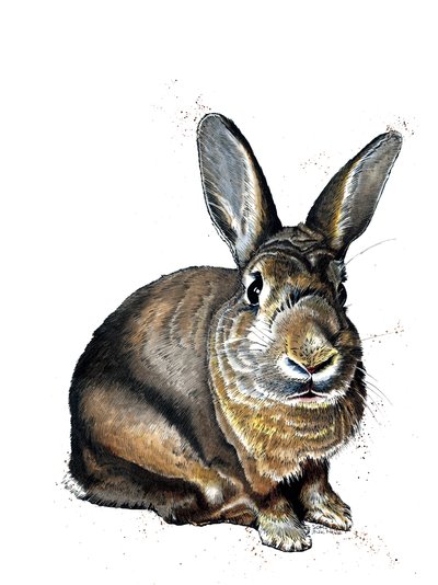 Meg The Bunny on White, 2019 od Mike Davis