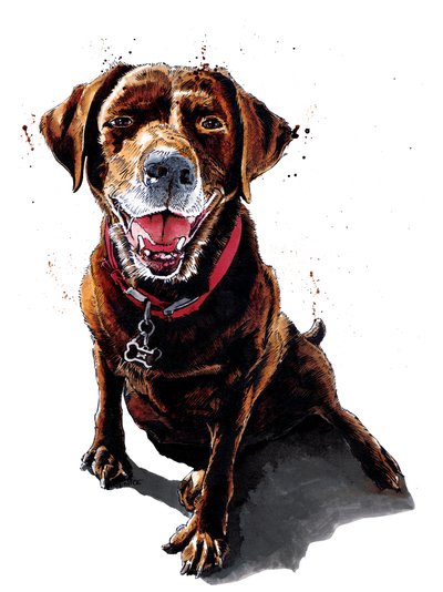 Nessa The ChocLab on White, 2020 od Mike Davis