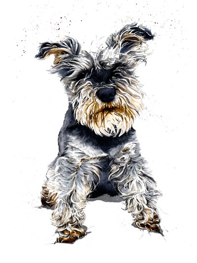 Ollie The Schnauzer on White, 2019 od Mike Davis