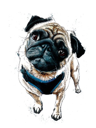 Teddy The Pug on White, 2019 od Mike Davis