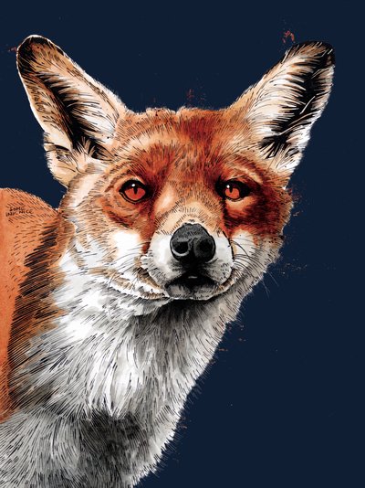 The Fox on Midnight Blue, 2020 od Mike Davis