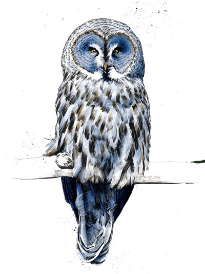 Velká šedá sova na bílém, 2019 od Mike Davis