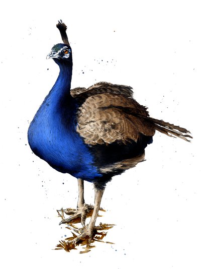 Páv na bílém, 2019 od Mike Davis