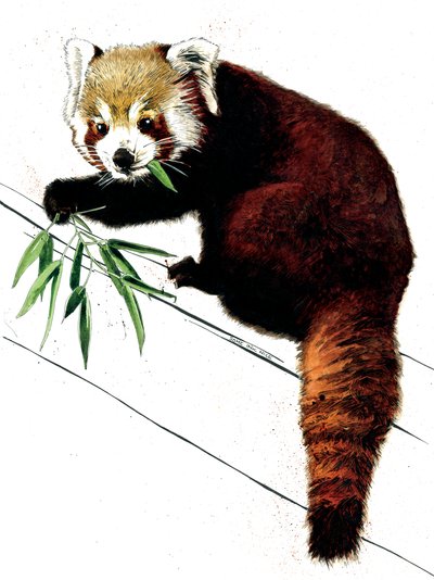 Červená panda na bílém, 2020 od Mike Davis