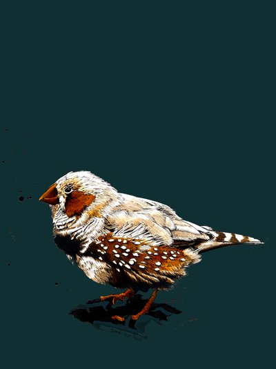 Zebrafinch na Deep Cyan, 2020 od Mike Davis
