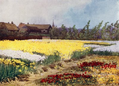 Bulb Farm poblíž Overveen (barevné lito) od Mima Nixon