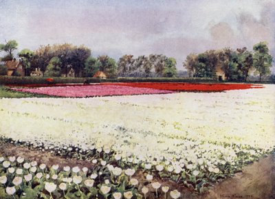 "Tady jsou tulipány pro tebe, bílé, pro nevěstu nebo na pohřeb" (barva litho) od Mima Nixon