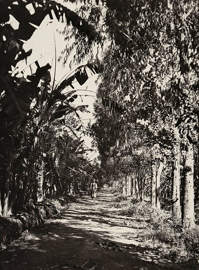 „Budování říše“ ve fašistickém věku: ovocný háj v Cheren, 09.05.1936 (čb foto) od Modestino Baldinetti