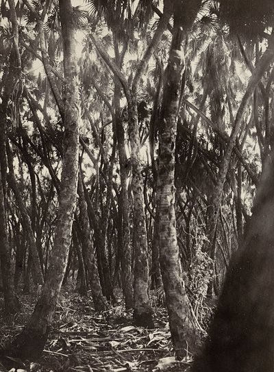 „Budování říše“ ve fašistickém věku: háj dumských palem, 9.5.1936 (černobílá fotografie) od Modestino Baldinetti