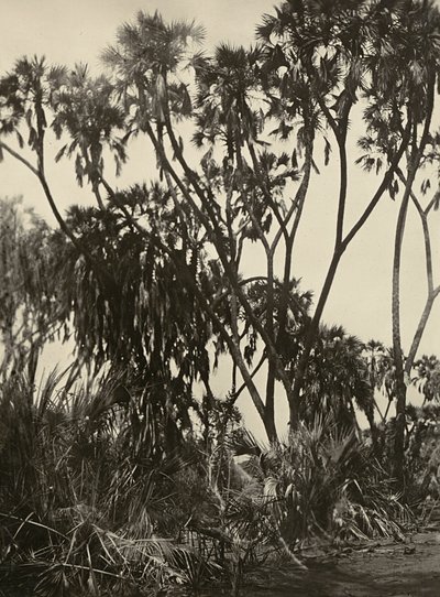 „Budování říše“ ve fašistickém věku: háj dumských palem, 09.05.1936 (černobílá fotografie) od Modestino Baldinetti