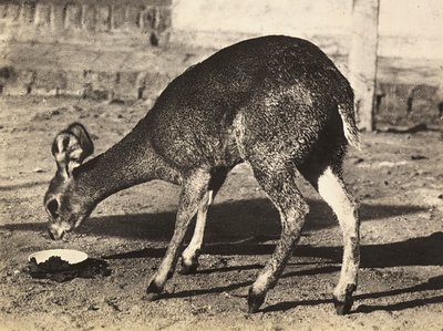 „Budování říše“ ve fašistickém věku: antilopa, 09.05.1936 (čb foto) od Modestino Baldinetti