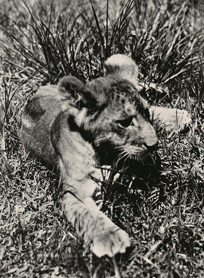 „Budování říše“ ve fašistickém věku: příklad mladého lva, 09.05.1936 (čb foto) od Modestino Baldinetti