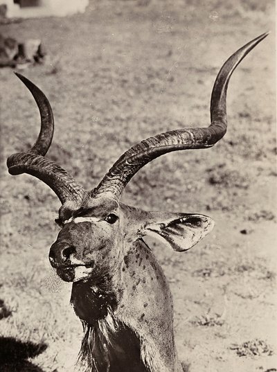 „Budování říše“ ve fašistickém věku: příklad agazenu, 09.05.1936 (černobílá fotografie) od Modestino Baldinetti