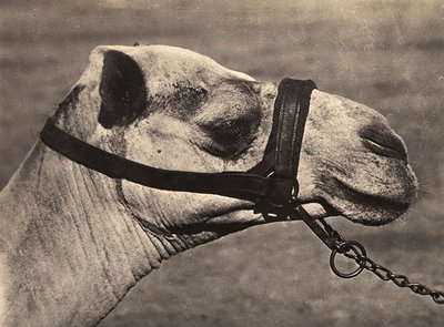 „Budování říše“ ve fašistickém věku: hlava velblouda „bisciari“, 09.05.1936 (černobílá fotografie) od Modestino Baldinetti