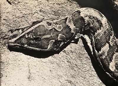 „Budování říše“ ve fašistickém věku: hlava krajty, 9.5.1936 (černobílá fotografie) od Modestino Baldinetti