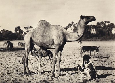 „Budování říše“ ve fašistickém věku: nomádi, 9.5.1936 (černobílá fotografie) od Modestino Baldinetti