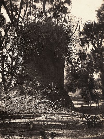 „Budování říše“ ve fašistickém věku: kolonie termitů, 9. 5. 1936 (černobílá fotografie) od Modestino Baldinetti