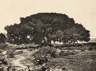 „Budování říše“ ve fašistickém věku: „Sicomoro“, soud italských vězňů v roce 1896 v Adua, 9.5.1936 (černobílá fotografie) od Modestino Baldinetti