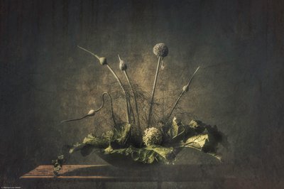 Temné botanické zátiší od Monique van Velzen