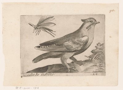 Pestvogel (Bombycilla garrulus) Colonbo indiano (název na objektu) Vogels (název série) od Monogrammist AG