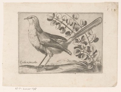 Vogel Codazinzola (název na objektu) Vogels (název série) od Monogrammist AG