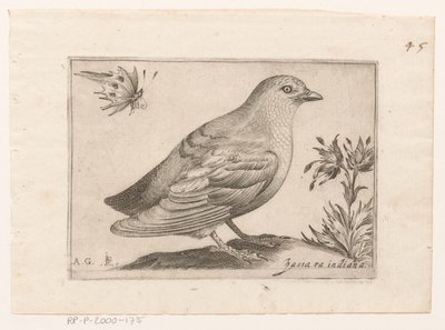 Vogel Passra Indiana (název na objektu) Vogels (název série) od Monogrammist AG