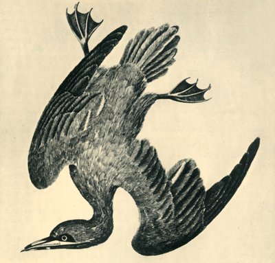 "Gannet", 1799, od Moses Griffiths