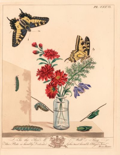 Vlaštovčí motýl, Papilio machaon. Ručně kolorovaná litografie podle ilustrace od Moses Harris
