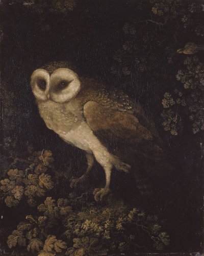 Sova, 1780-1790. od Moses Haughton