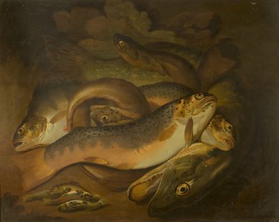 Ryby od Moses Haughton